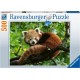 Cute Red Panda - 500pc...