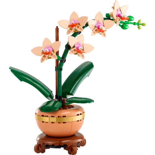 Mini Orchid