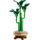 Lucky Bamboo